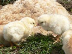 Diese zwei Kken scheinen sich anscheinend sehr zu mgen, da sie sich einen geschwisterlichen Ku geben.