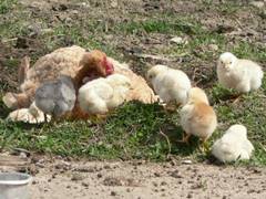 Den Kleinen wird es aber anscheinend schon langweilig, ihre Mutter lt sich aber nicht stren.