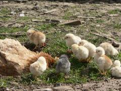 Ja wieviel Kinder hat die glckliche Glucke eigentlich?