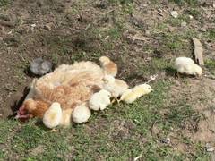 Nun sind die meisten wieder da! Sie nehmen jetzt sogar auch ein Bad!