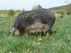 Sylvia ißt mehr Grünfutter als die anderen Schweine. Sie wühlt auch kaum, deshalb ist seit fast einem Monat die Weide für sie dauerhaft geöffnet - und sie nutzt das ausgiebig.