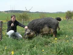 Sylvia ist wie alle unsere Wollschweindamen sehr umgnglich.
