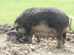 Sylvia stammt aus einem Tierheim.  Sie hat uns 2006 schne Ferkel geschenkt.  Sie hat viel Milch.  Auf den Bildern sind die ausgeprgten Zitzen gut zu erkennen.