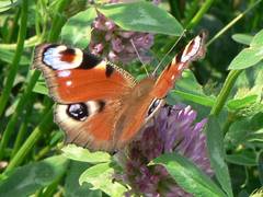 Dieses wunderschne Tagpfauenauge fllt sich gerade den Magen mit Kleenektar
