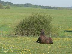 Sie steht im Gegensatz zu Bastille so auf, wie ein Pferd normalerweise aufstehen sollte.