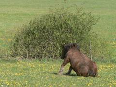 Fr ein schon ziemlich altes Pferd wird es immer schwerer wieder aufzustehen., das ist doch auch bei uns Menschen so oder?