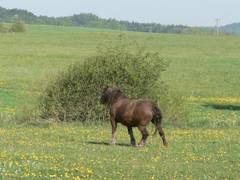 Wahrscheinlich ist sie jetzt froh wieder auf den Beinen zu stehen.