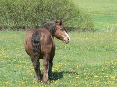 Unsere Kaltblutstute Taquine ist das Pferd, das schon am lngsten bei uns ist (16. Jahre) und unser erstes.