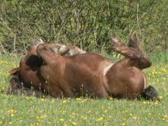 Auch Taquine liebt es sich auf dem Boden herum zu wlzen.