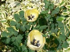 Blumenbeet mit Tulpen, Akelei und ein Kriechspindelstrauch