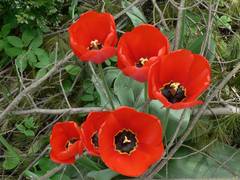 Tulpen im Blumenbeet