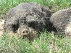 Ob im Freien oder in der Htte, sie liegen ganz nahe beieinander.