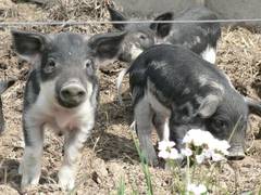 Die ersten Ferkel in diesem Jahr waren - trotz ferkelfreundlichen Wetters - eher spt dran, was das Verlassen des Unterschlupfes betrifft.