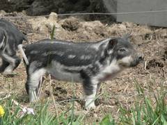Dieses Ferkel steht schon da wie ein Stier, und das obwohl es ja zum schwachen Geschlecht gehören soll ...