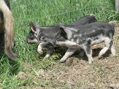 Noch folgen sie ihrer Mutter, wobei Ferkel, ganz anders als Schafe oder Pferde zum Beispiel, oft von ihrer Mutter alleine gelassen werden, hnlich wie es bei Rehen der Fall ist.