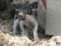 Man sieht, da sie auch zwei Wochen nach ihrer Geburt noch eher vorsichtig sind.
