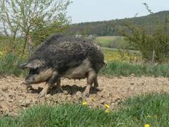 Ute ist wesentlich leichter und eleganter als Sylvia.