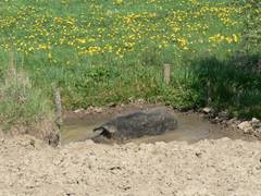 Dann geht es auf Tauchstation.  Schweine knnen so lange verweilen.  Da diese Aufnahme frh im Jahr stattfand und Ute die Ftterung erwartet, verharrte sie nur krzer als blich.