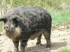 Von allen Seiten ein ganzer Kerl, das ist unser Wollschweinzuchteber. Am meisten zu respektieren, wei das der Zuschauer, wenn er die Hauer des Mangalitzaebers sieht.