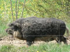 Wenn es ihm gut geht, bewegt er sich recht gemtlich, wobei er auch in seinem heutigen Alter wie ein Br laufen kann.  Das sorgt dann immer fr einen Adrenalinschub beim Betreuer.