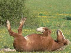 Das Wlzen hilft den Pferden auch im Frhjahr ihr Winterfell zu verlieren.