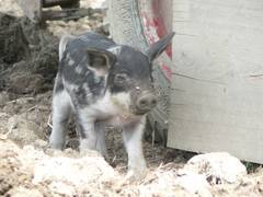 Dabei verharren sie auch schon mal mit geschlossenen Augen, als ob was kitzelt oder sie schläfrig wären.