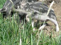 Beim ersten Mal geschieht alles gemeinsam, da gibt es trotz der Angst und Zurckhaltung ein groes Drngeln.