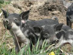 In ruhigeren Sekunden kann man aber auch in tiefen Zgen genieen.