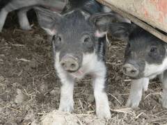 Am Besten knnen Sie aber einfach lieb und herzerweichend schauen.