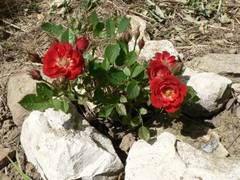 Kleine Rose von Steinen umgeben