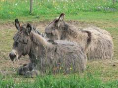 Dies sind unsere beiden Esel Balthasar (vorderer) und Conchita.