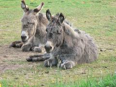 Sie halten anscheinend gerade so halb ihren Mittagsschlaf.