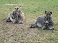 Da sie ein groes Vertrauen zu uns haben, bleiben sie liegen.  Wenn sie dies nicht htten, wrden sie, sobald wir in ihre Nhe kommen, aufstehen.