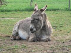 Das ist unsere treue Eselstute Conchita und ...