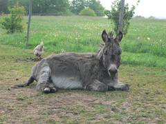 .... dies der Eselhengst Balthasar.