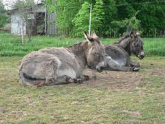 Mittlerweile scheinen die Besucher schon richtig langweilig geworden zu sein!