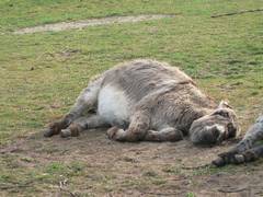 Jetzt wurden die Augenlider aber endgltig zu schwer!