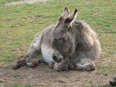 Conchita ist nun seit ca. 13. Jahren bei uns.