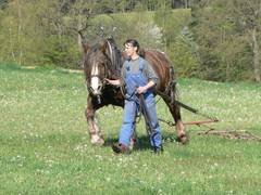Chefin des Hauses mit Chefin der Pferde beim Eggen.