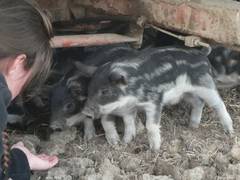 Beim Schnuppern knnen sie sich, wie die erwachsenen Schweine auch, erstaunlich  weit nach vorne lehnen.