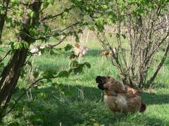 diese Hhner genieen den Schatten unserer vielen Bsche