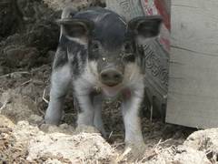 Aber es bleibt doch immer eine ngstliche Grundhaltung, die allerdings in wenigen Wochen abgelegt sein wird, solange man auf vertrautem Terrain bleibt.